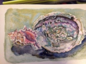 Abalone (Print will be available)